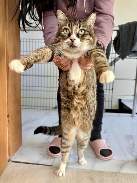 Котанка търси спешно дом или приемна грижа