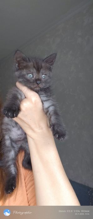 Девочки котята прелесть