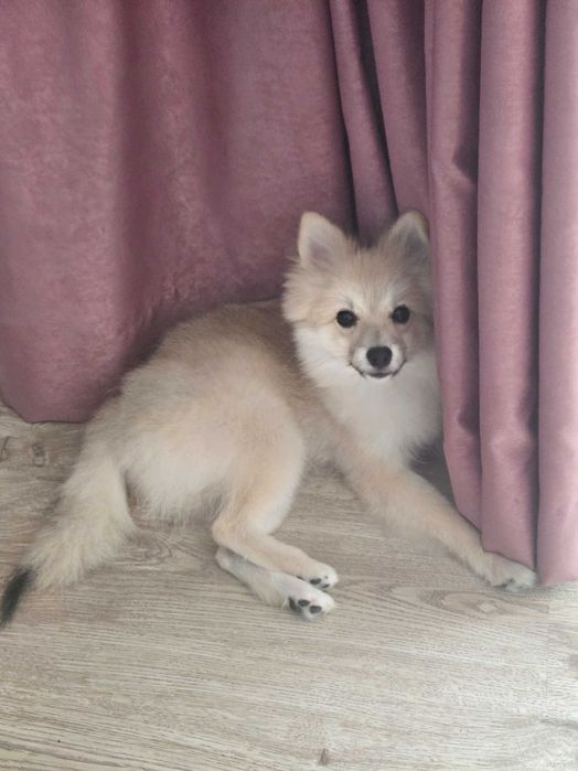 Продава се мини шпиц (Померан) – 5 месеца, МЪЖКИ