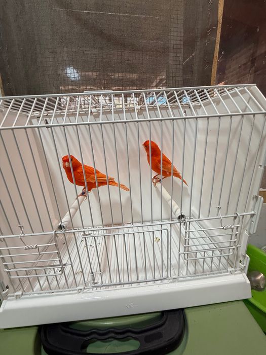 Canari roșii de vanzare