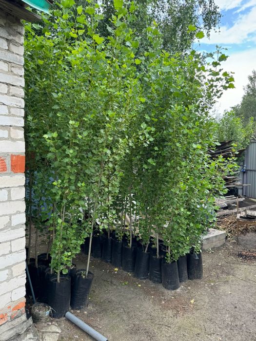 Тополя ива липа ясень карач