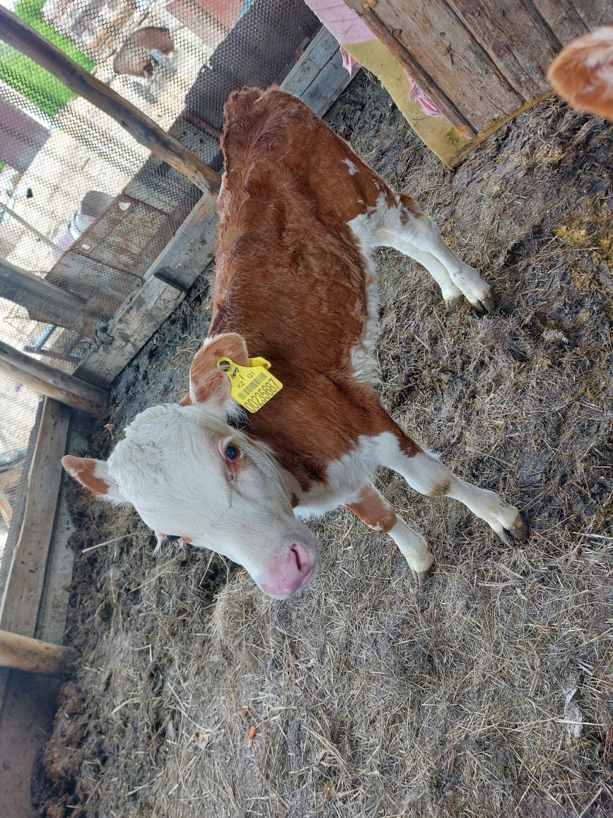 Продам корову с телёнком. Продам тёлочку 11 месяцев.