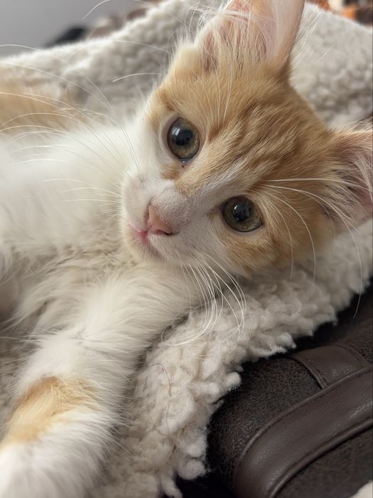 Подарявам 3 малки котенца