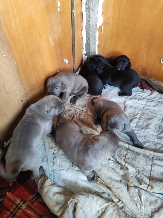 Кане Корсо cane corso