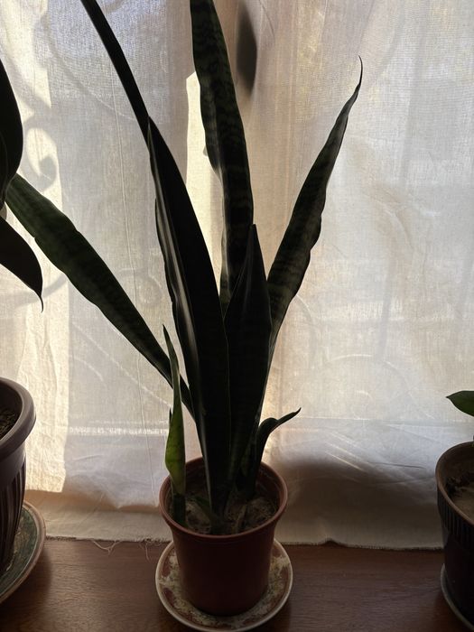 Sansiveriya сансиверия qaynona tili