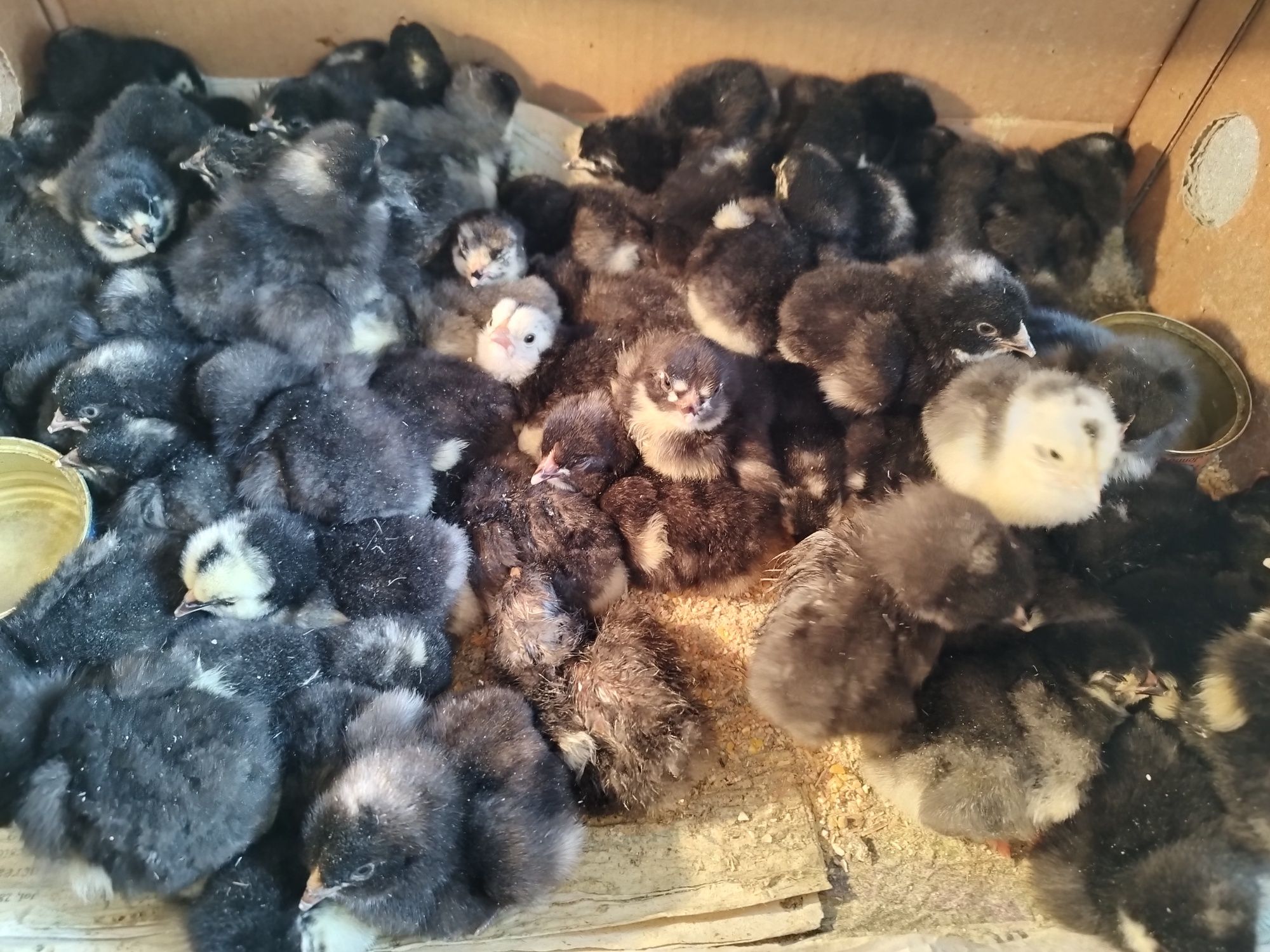 Pui de gaina australorp