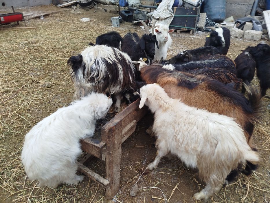 Тушалар ешкілер лақтар