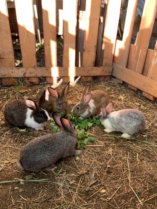 Iepuri Hycol francez