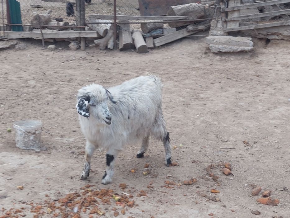 Семіз ургашы бойдақ ешкі сатылады