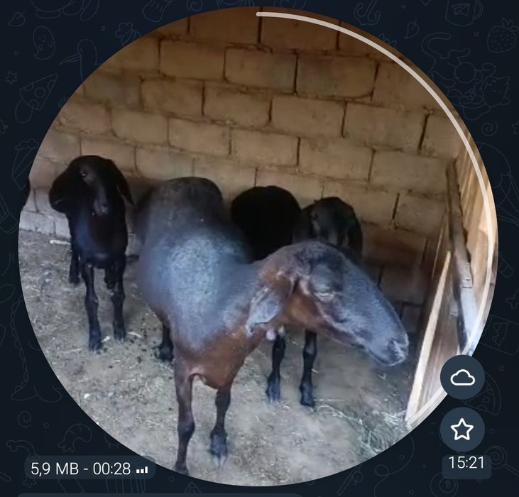Ona bola qoʻylar sotuvda