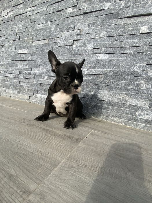 Buldog Francez femelă – 8 săptămâni
