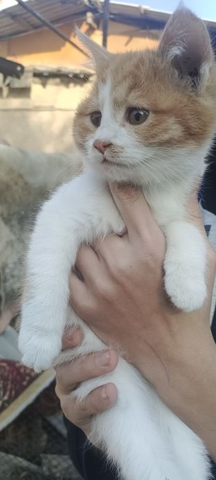 Отдам котят в добрые руки