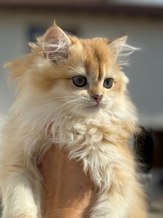 Британска златна чинчилла