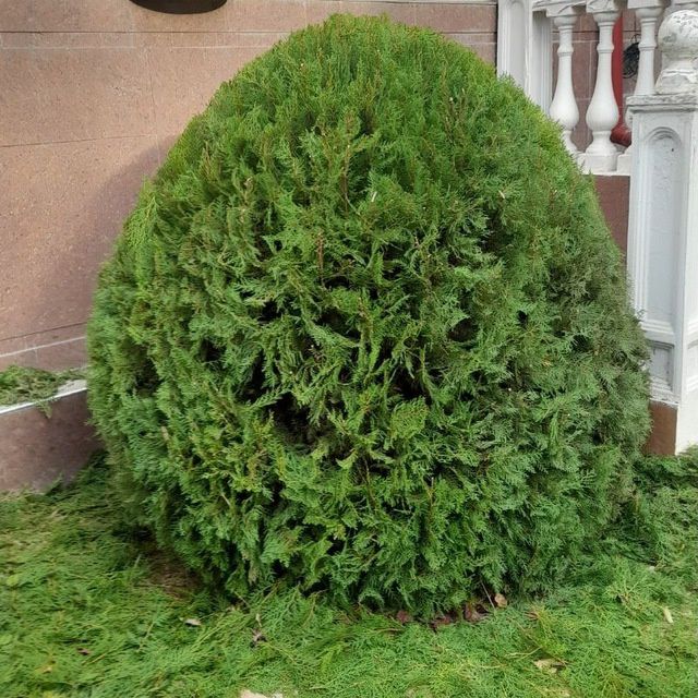 Садовник услуги Богбон