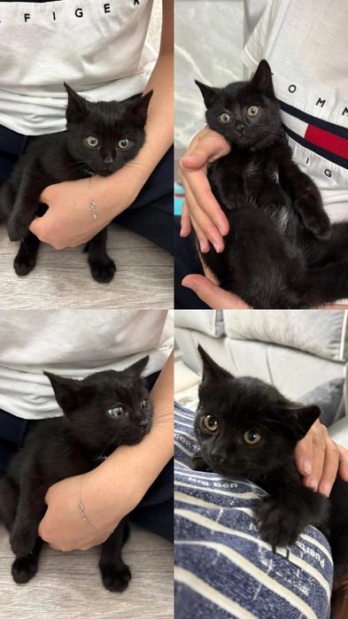 Котенок мальчик Пепсик