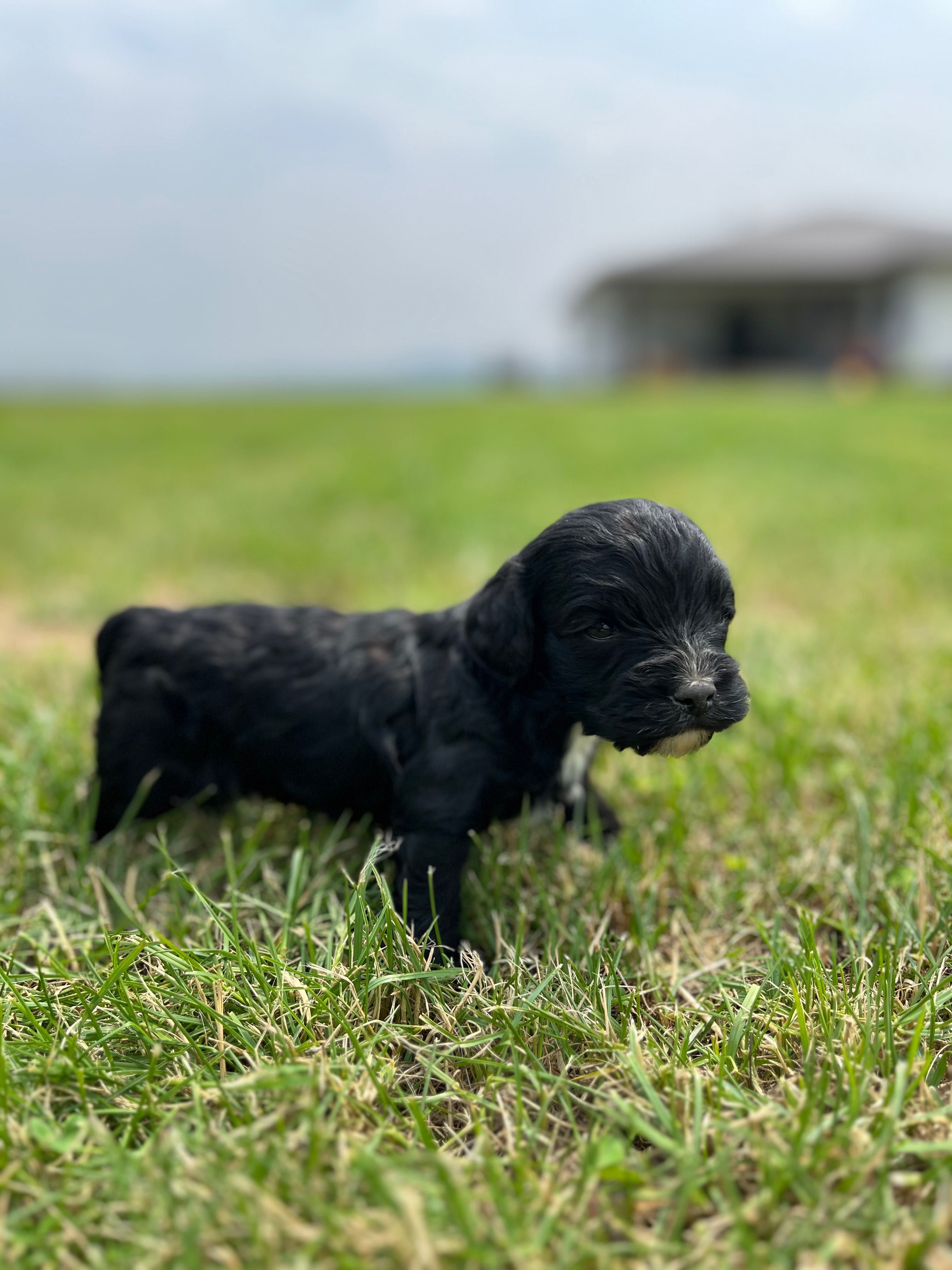 Cavapoo F1( mama Pudel pitic și tata Cavalier)