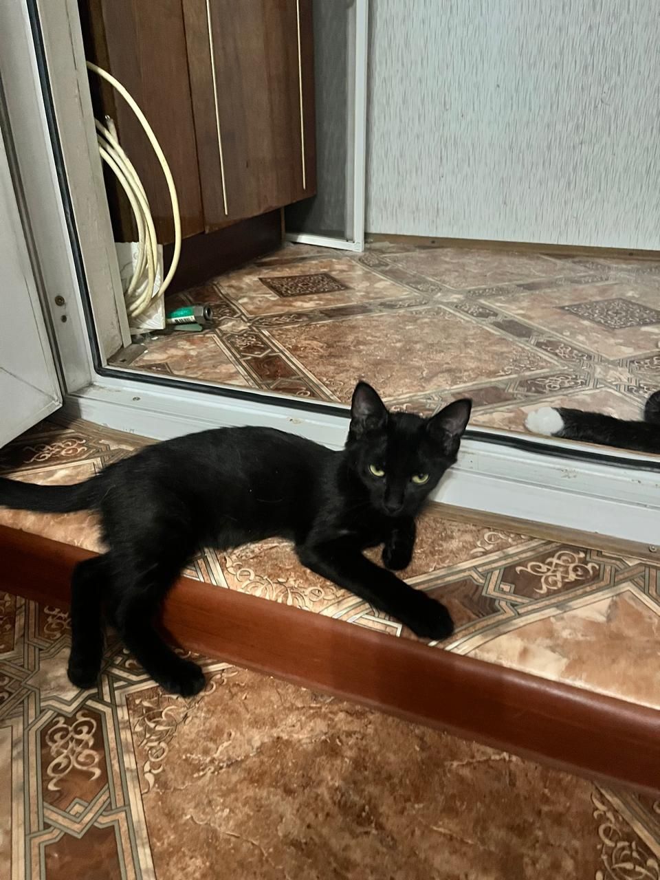 Ищем заботливый и любящий дом