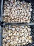 De vanzare 10kg de usturoi romanesc Danubius, certificat