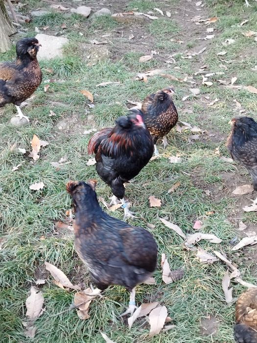 Araucana potârnichiu sălbatic