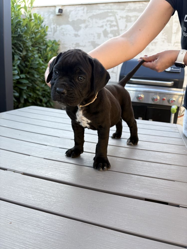 Cateluse cane corso 9 saptamani, femele, negre