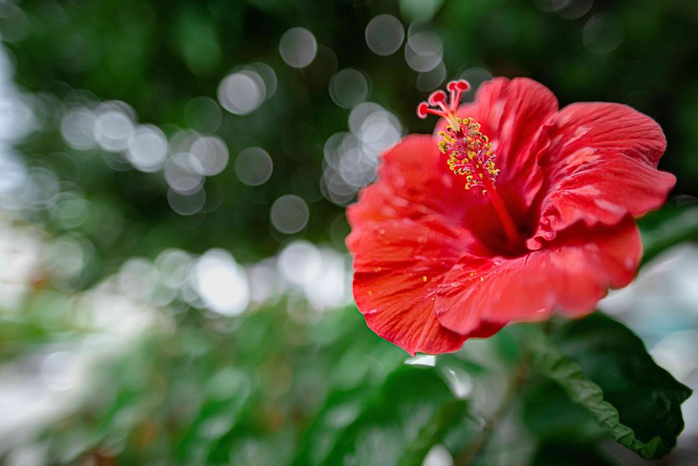 Camellia japonica - Trandafir japonez