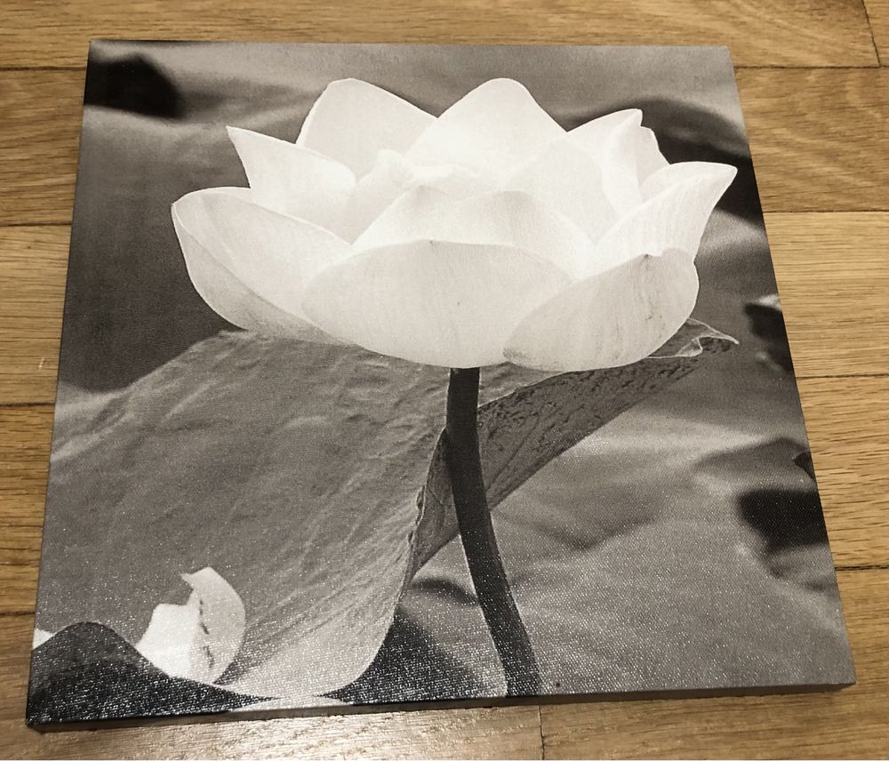 Tablou floare alb negru
