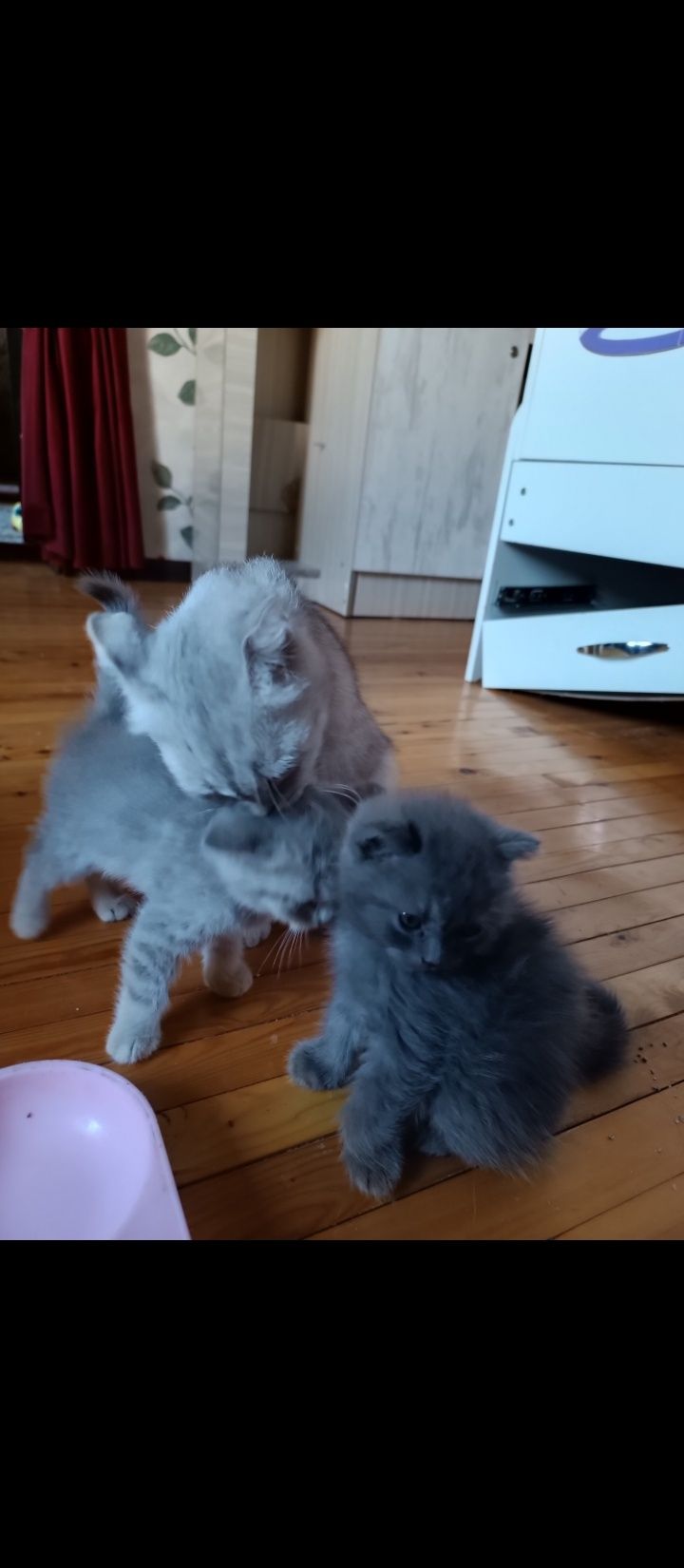 Britaniskiy Skotish volt умний котенок.