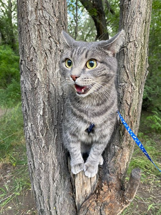 Отдам кота в хорошие руки