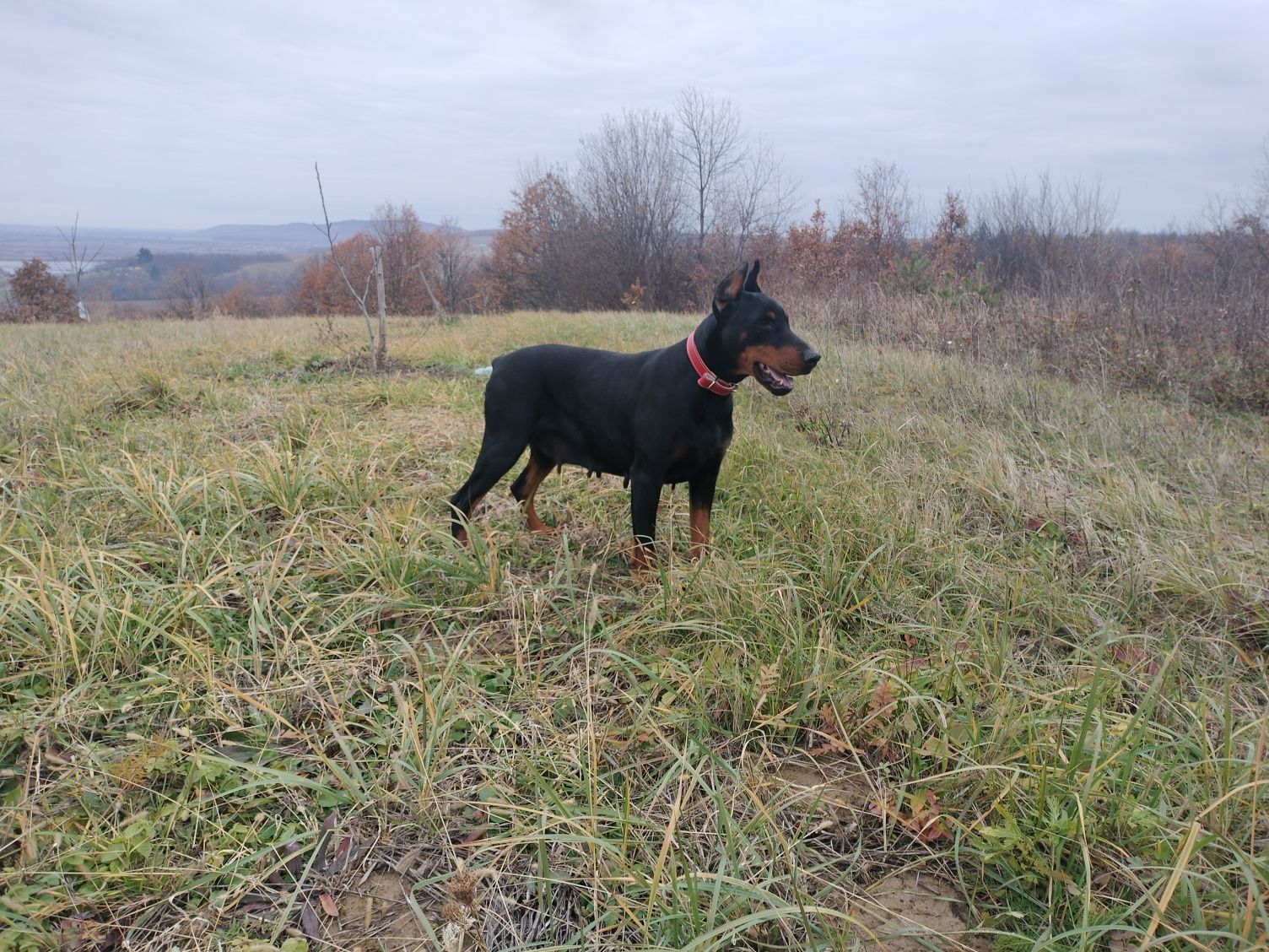 Vând femelă doberman maro cu pedigree