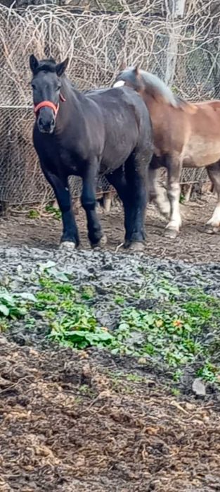 Vând mânză de 2 ani!