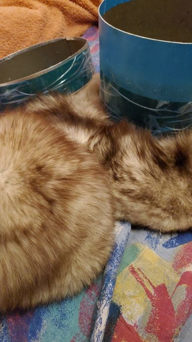 Căciulă si  guler vulpe polara