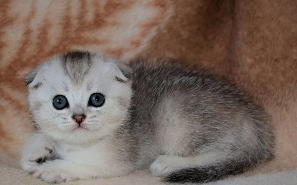 вислоушки котятта