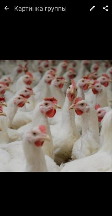 Құс группа Маңғыстау