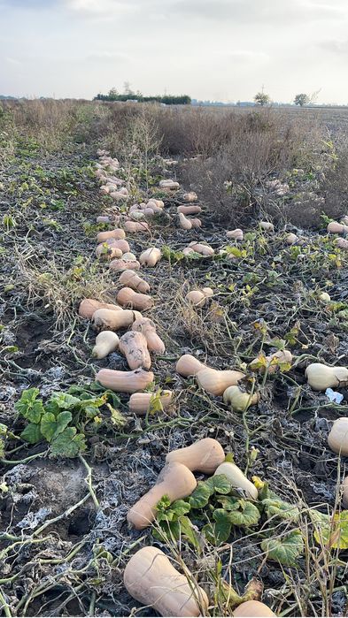 Vand dovleci pentru animale