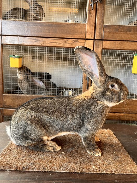 Mascul si Femela Urias German Gri