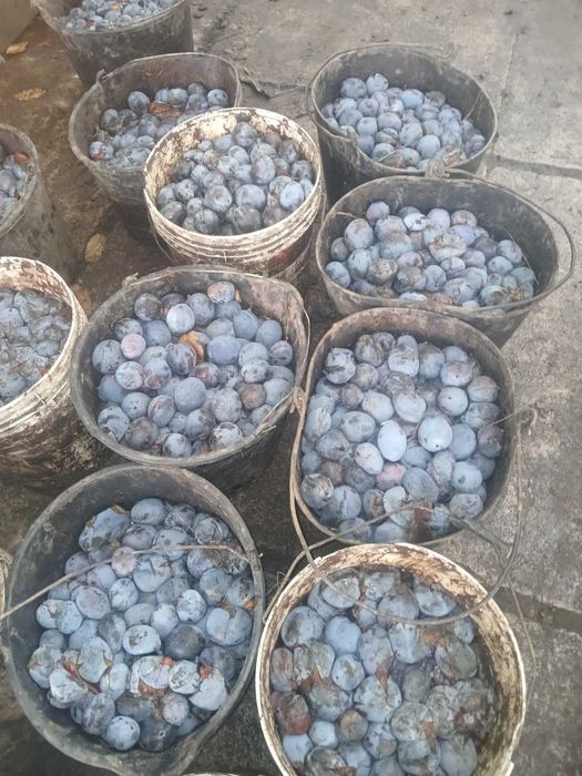 Prune coapte pentru preparate(Stanley si Eduard)