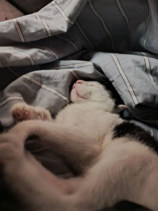 Тони ищет семью и дом!