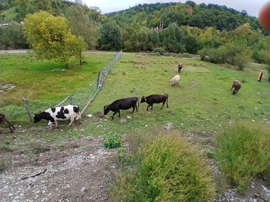 Vand 15 Vaci de lapte