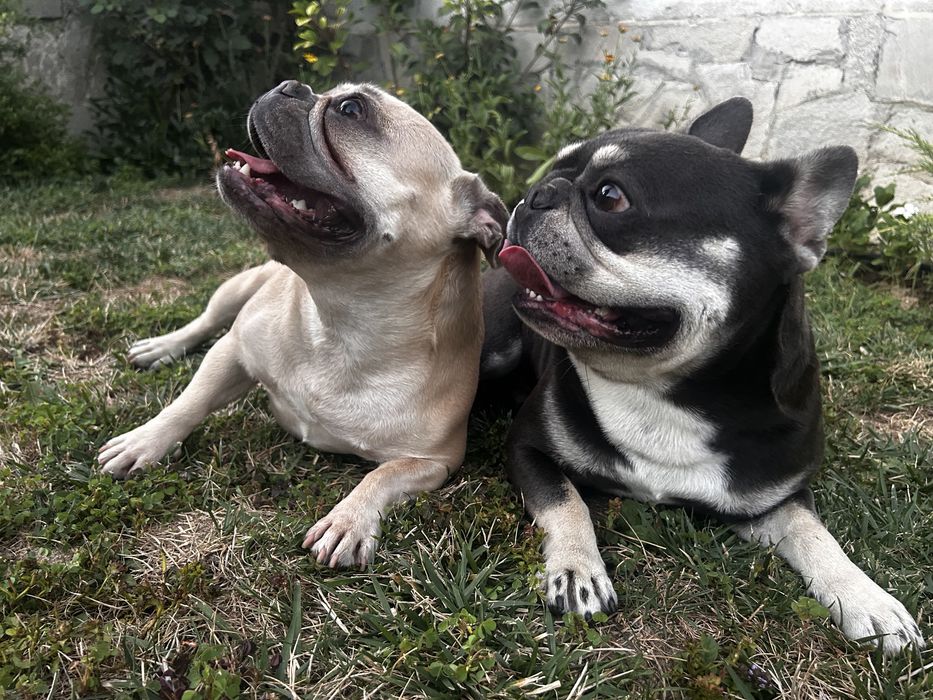 Продават се чистокръвни френски булдочета – отличен произход