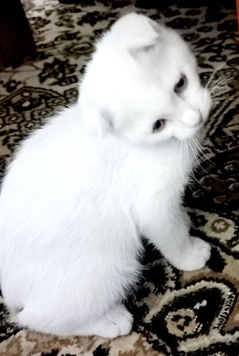 Продаётся белый котёнок шотландская вислоухая скоттиш-фолд