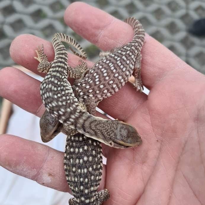 Саванен Варан / Varanus exanthematicus