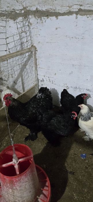 Шолк, Мрамор, Белый Золота ва шу расмдаги товукларни тухумлари бор