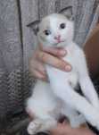 Продам веслоухава котенка