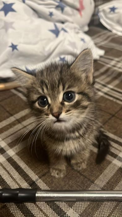 Котёнок ищет дом, мальчик