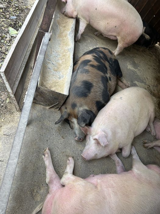 Домашни угоени прасета