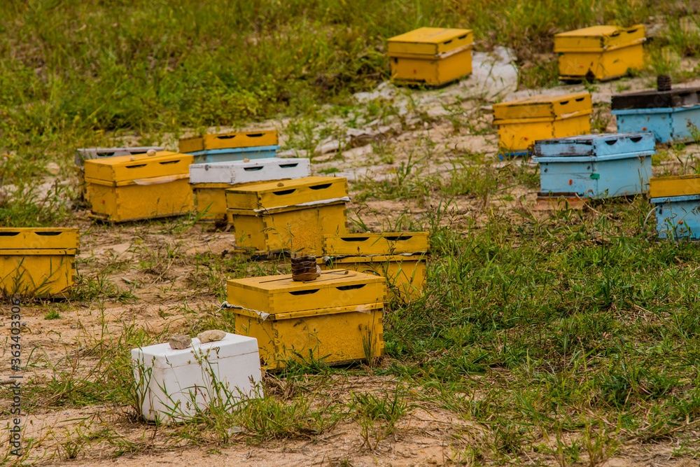 Vând stupi cu familii de albine