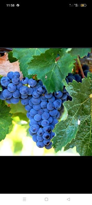 Vănd struguri de vin producție 2025 cu transport la domiciliu