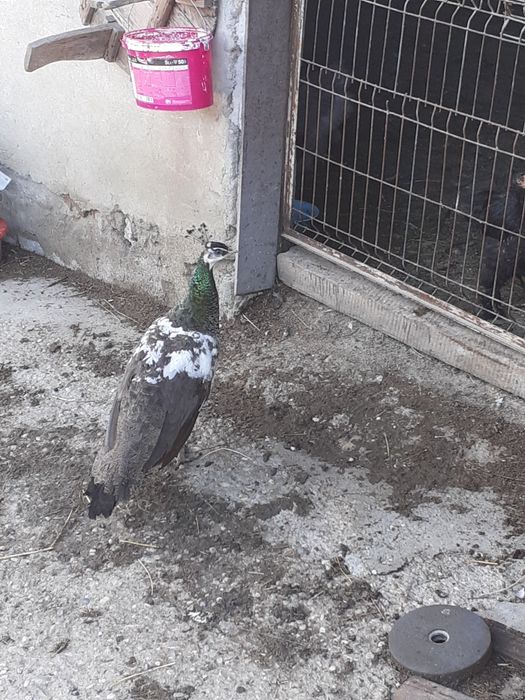 Paunita matura de vânzare