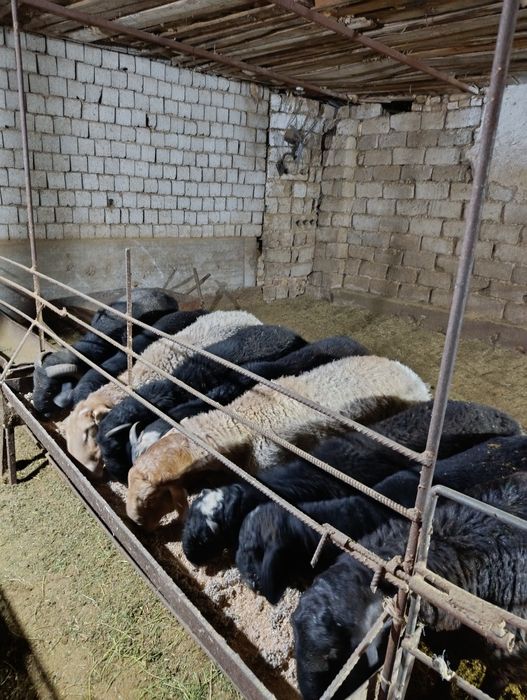 Qoylar xizmati 90 000 mingda jivoy vesiga