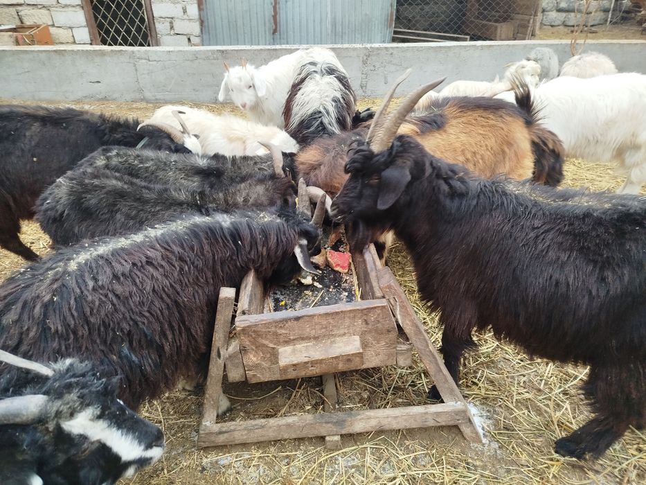 Тушалар ешкілер лақтар